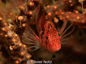 Spotted hawkfish, Tulamben, north of Bali by Olivier Notz 